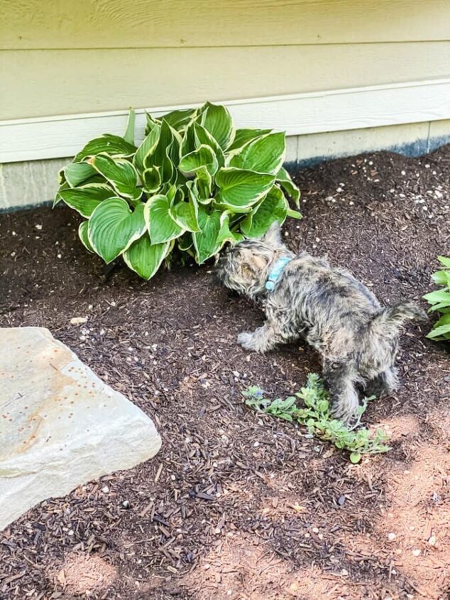 creative backyard landscaping ideas on a budget, Our puppy Zoey likes my newly transplanted hostas as well