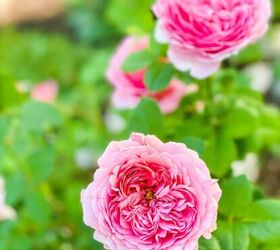 creative backyard landscaping ideas on a budget, This David Austin rose is one of my favorite sun loving perennials found in our yard