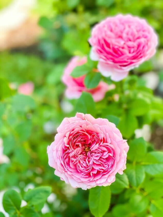 creative backyard landscaping ideas on a budget, This David Austin rose is one of my favorite sun loving perennials found in our yard