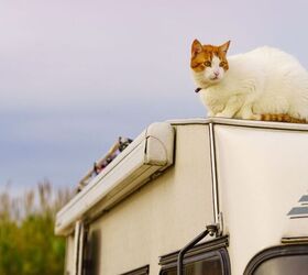 She Restored a Vintage RV & Made a Cat-Friendly Road Home