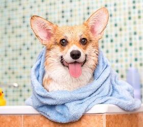 7 DIY Dog Grooming Tips You Need To Know (And Why)