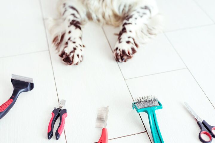 7 diy dog grooming tips you need to know and why