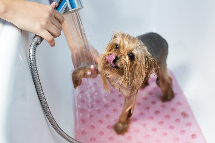 7 diy dog grooming tips you need to know and why