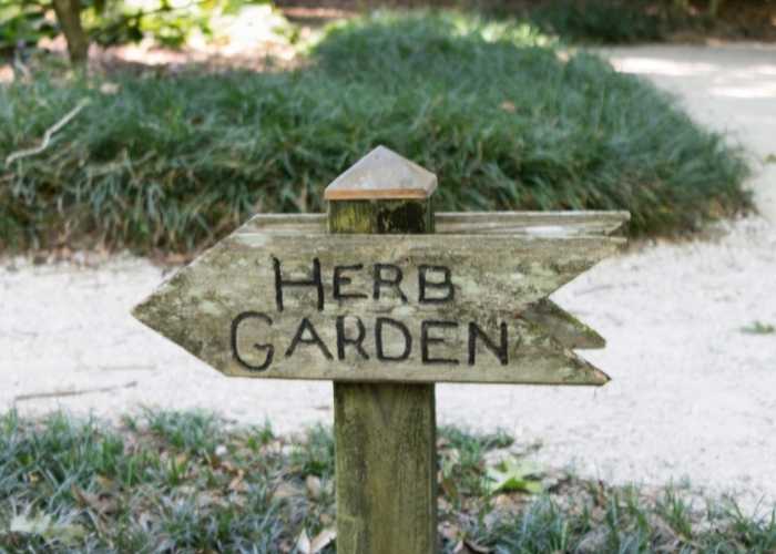 list of perennial herbs that grow year after year