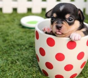 6 smart things pet owners can do to lower their spending