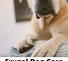 frugal dog care tips for a happy healthy dog