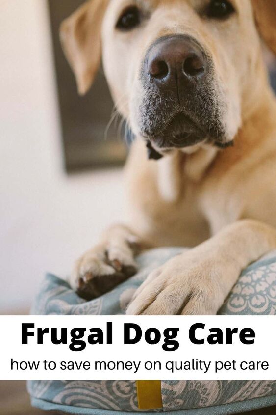 frugal dog care tips for a happy healthy dog