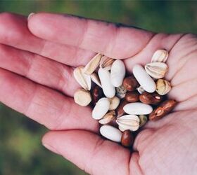 how to save seeds seed saving for beginners