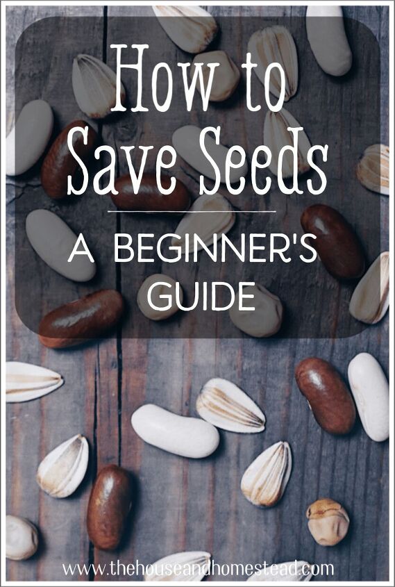 how to save seeds seed saving for beginners