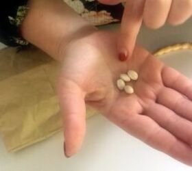 Learn more about seed saving & easily increase your self-sufficiency