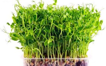 How to Grow Delicious and Nutritious Microgreens