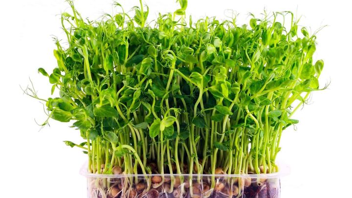 how to grow delicious and nutritious microgreens