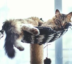 How to Disinfect a Used Cat Tree Simplify