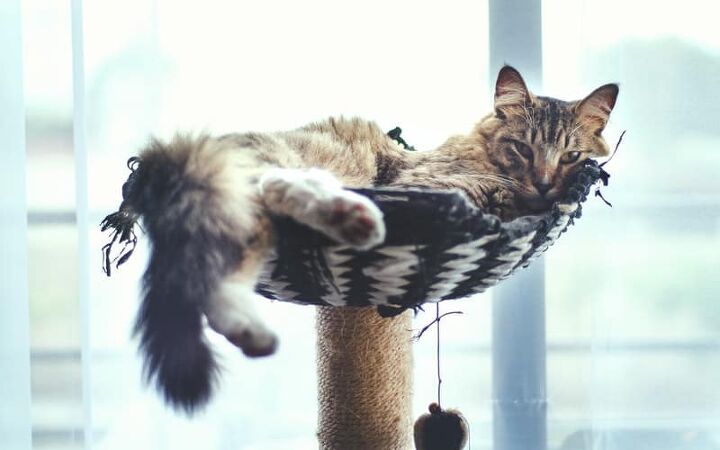 how to disinfect a used cat tree