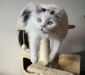 How to get a used cat tree clean and safe again for your furry friend