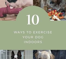 10 ways to exercise your dog indoors more easily