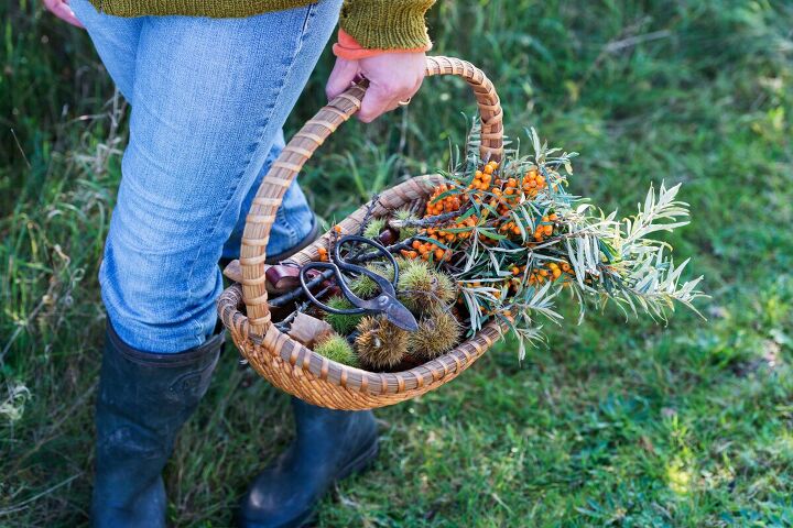 retire off the grid, Art and Mary grow and forage their own food