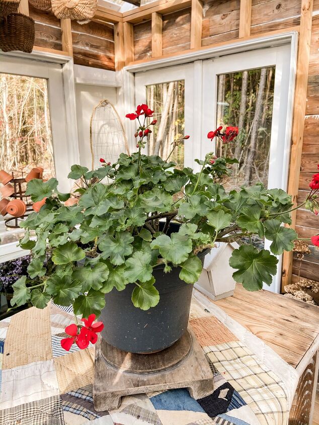 best tips to save plants over winter, This geranium has been blooming all Summer and even after it was cut back the blooms are still popping out