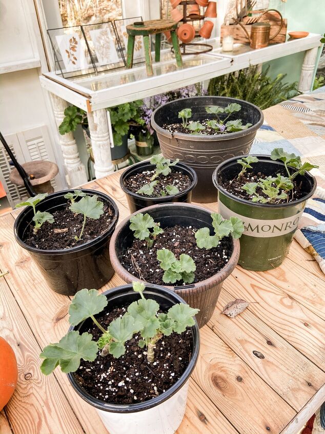 best tips to save plants over winter, These were all propagated from the mother plant you see above