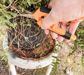 best tips to save plants over winter, Use Sharp Pruning Shears to cut the fern back