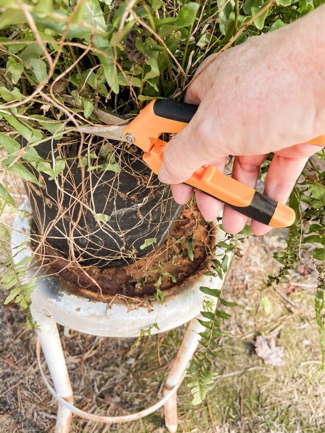 best tips to save plants over winter, Use Sharp Pruning Shears to cut the fern back