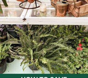 best tips to save plants over winter