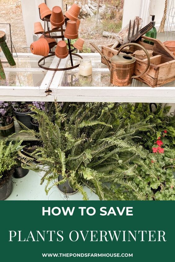 best tips to save plants over winter