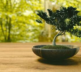 tiny house tokyo, The tiny home has an area for plants
