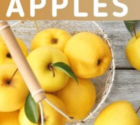 How to Preserve Apples -12 Different Ways
