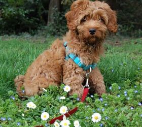 how to groom a labradoodle, Wondering how to groom a labradoodle Labradoodles are a mix between a Labrador Retriever and a Poodle They have beautiful curly coats that need to be trimmed regularly