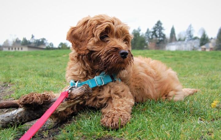how to groom a labradoodle, a brown dog on a leash sitting on the green grass