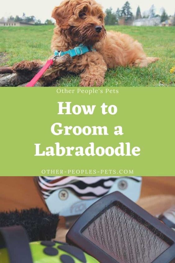 how to groom a labradoodle, Wondering how to groom a labradoodle Labradoodles are a mix between a Labrador Retriever and a Poodle They have beautiful curly coats that need to be trimmed regularly