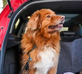 5 ways to remove pet hair from car seats and carpets easily