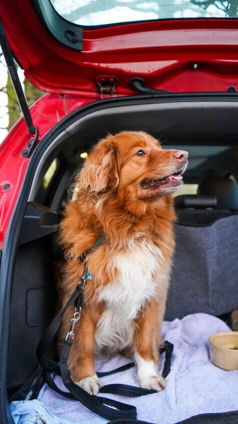 how to get dog hair out of car seats, Wondering how to get dog hair out of car seats Pet hair is a huge problem for many people It gets all over your clothes and furniture but it s especially problematic in the car
