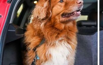 How to Get Dog Hair Out of Car Seats