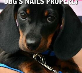 how to use dog nail clippers the right way, How to Use Dog Nail Clippers the Right Way
