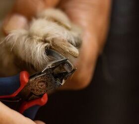 how to use dog nail clippers the right way, clipping a dog s nails
