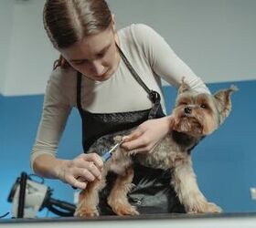 how to use dog nail clippers the right way, a woman clipping a dog s nails
