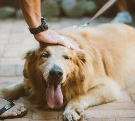 how to use dog nail clippers the right way, man petting a golden dog on a leash
