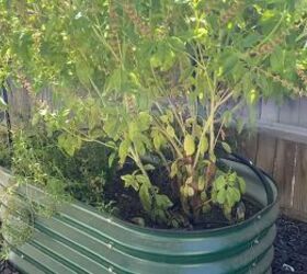 how to grow a backyard garden on a budget, Herb garden
