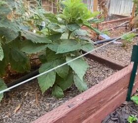 how to grow a backyard garden on a budget, Tea garden bed