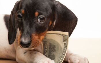 What Will Buying a Dog Cost You?