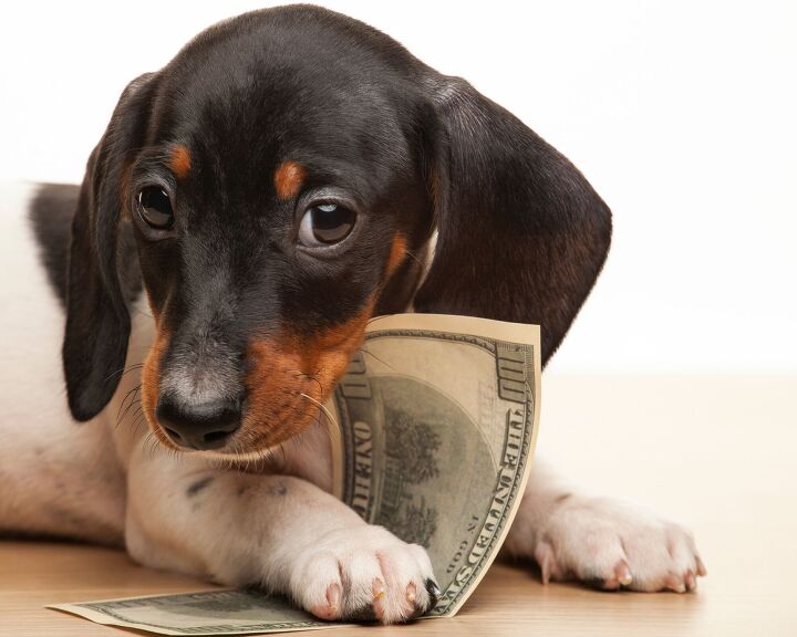 what will buying a dog cost you