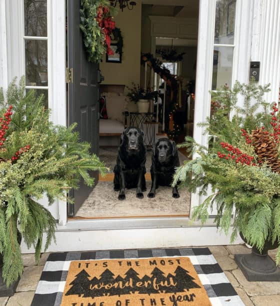winter gardening with outdoor planters for the front porch, Rustic Farmhouse Christmas Decorating Ideas with black labs at the front door with outdoor planters for winter and new doormats