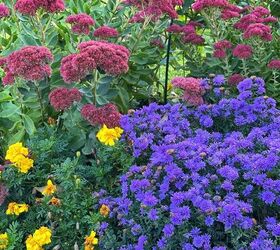 19 easy to find plants for fall garden containers, Plants for fall garden that include asters marigolds and sedum autumn joy