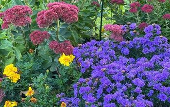 19 Easy-to-Find Plants for Fall Garden Containers