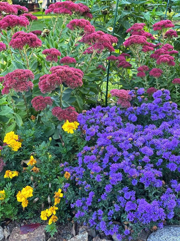 19 easy to find plants for fall garden containers, Plants for fall garden that include asters marigolds and sedum autumn joy