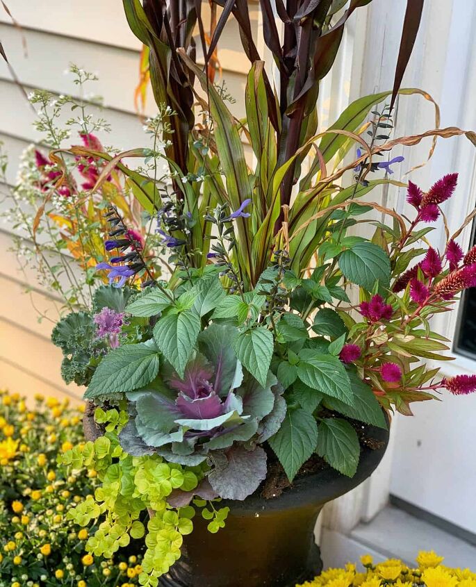 19 easy to find plants for fall garden containers, Container Garden for Fall with ornamental cabbage celosia millet and calamint in black urn