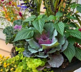 19 easy to find plants for fall garden containers, Close up of ornamental kale creeping jenny millet calamint in Container Garden for Fall