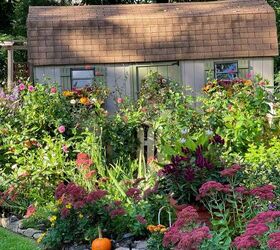 19 easy to find plants for fall garden containers, Close up of backyard garden shed with cut flower garden filled with fall garden flowers like sedum autumn joy dahlias pansies asters and chrysanthemums Plants for Fall Garden